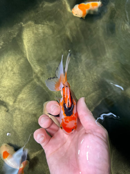 [COUPLE] Tricolor Male & Panda Female Oranda 4-4.5 inches #050225CO_05