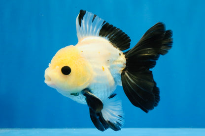 [SINGLE] Panda Button Eyes Oranda Male 4.5 inches #031326SO_10