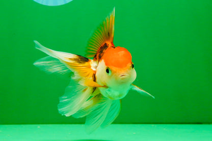 [SINGLE] Tricolor Oranda Female 4 inches #112125SO_07
