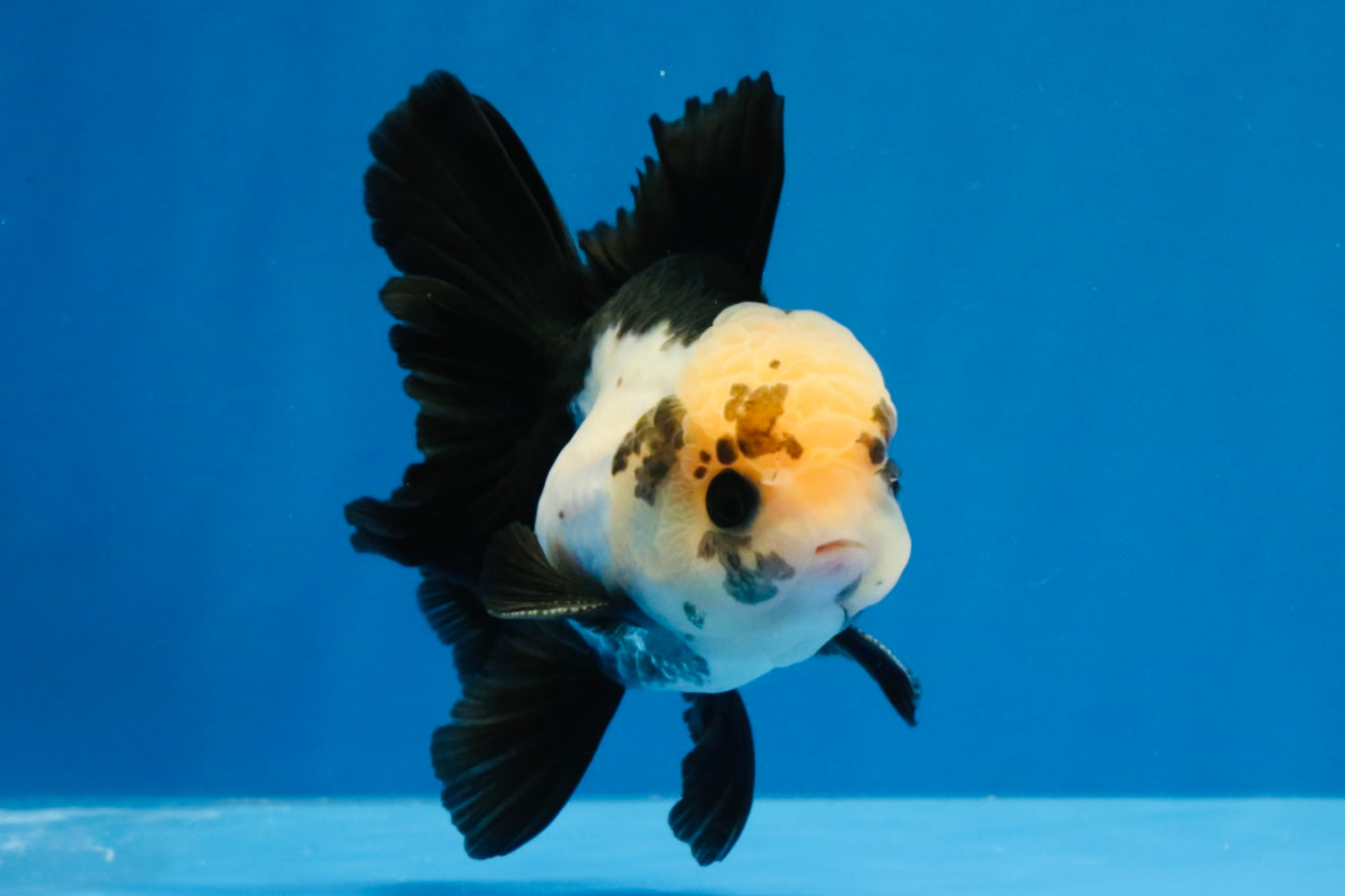 [SINGLE] Panda Button Eyes Oranda Male 4 inches #030626SO_06