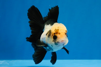 [SINGLE] Panda Button Eyes Oranda Male 4 inches #030626SO_06