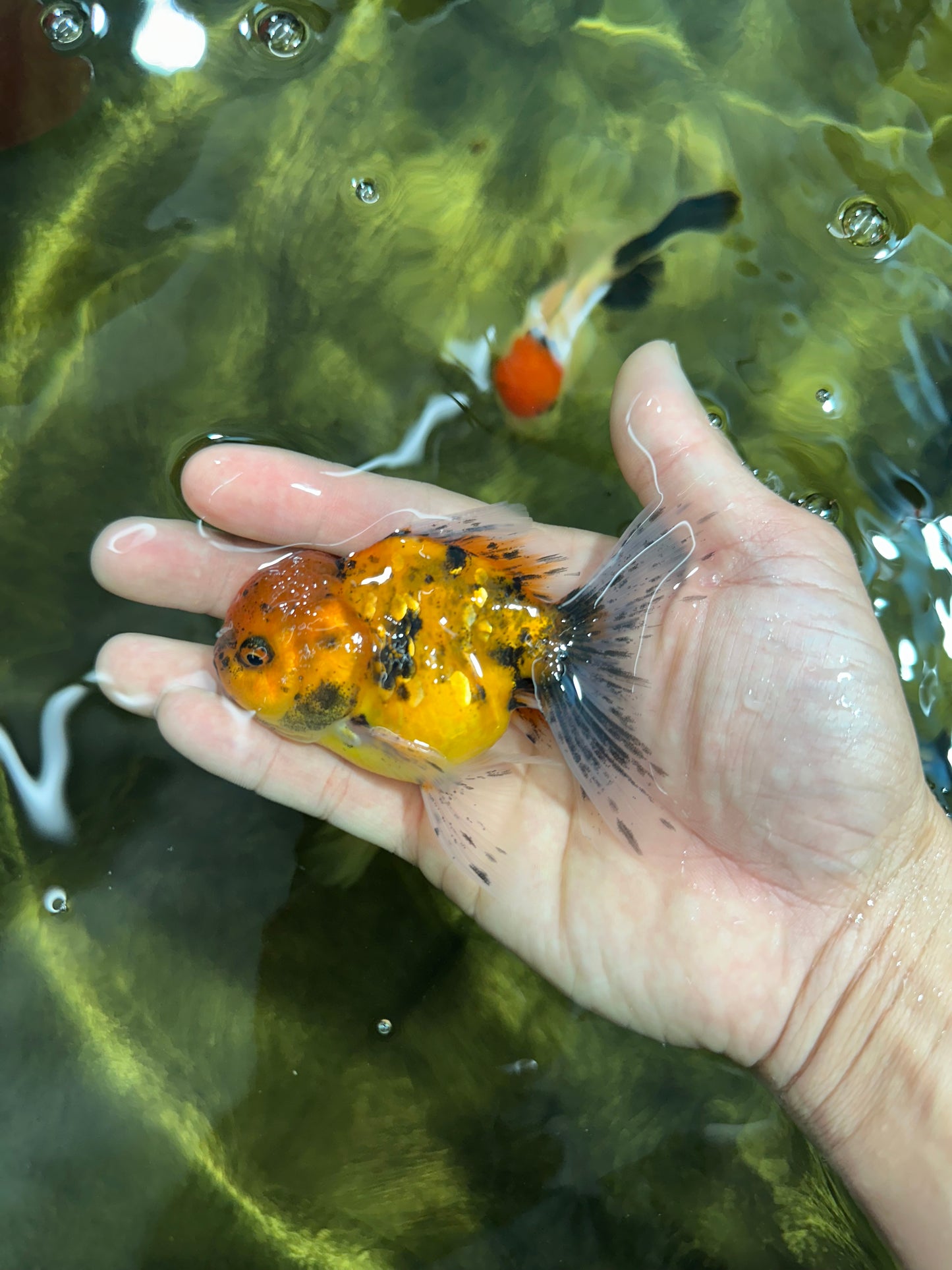 [SINGLE] Tiger Oranda Male 4 inches #060625SO_05