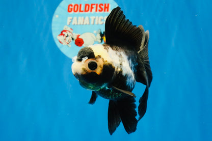 [SINGLE] Panda Oranda Female 4 inches #032026SO_02