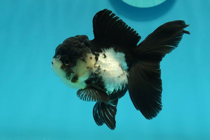 [SINGLE] Panda Oranda Female 4 inches #112924SO_17