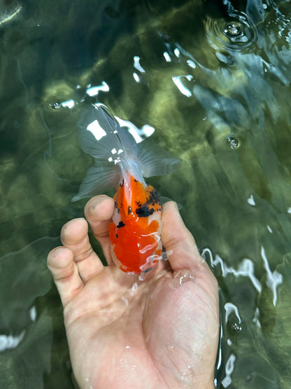 [SINGLE] Tricolor Oranda Male 4-4.5 inches #062725SO_08