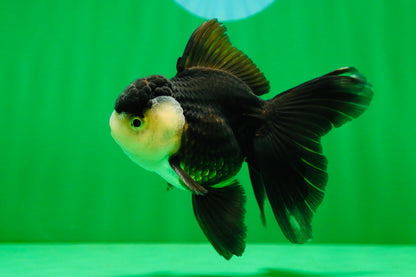[SINGLE] Panda Oranda Male 4.5 inches #081525SO_06