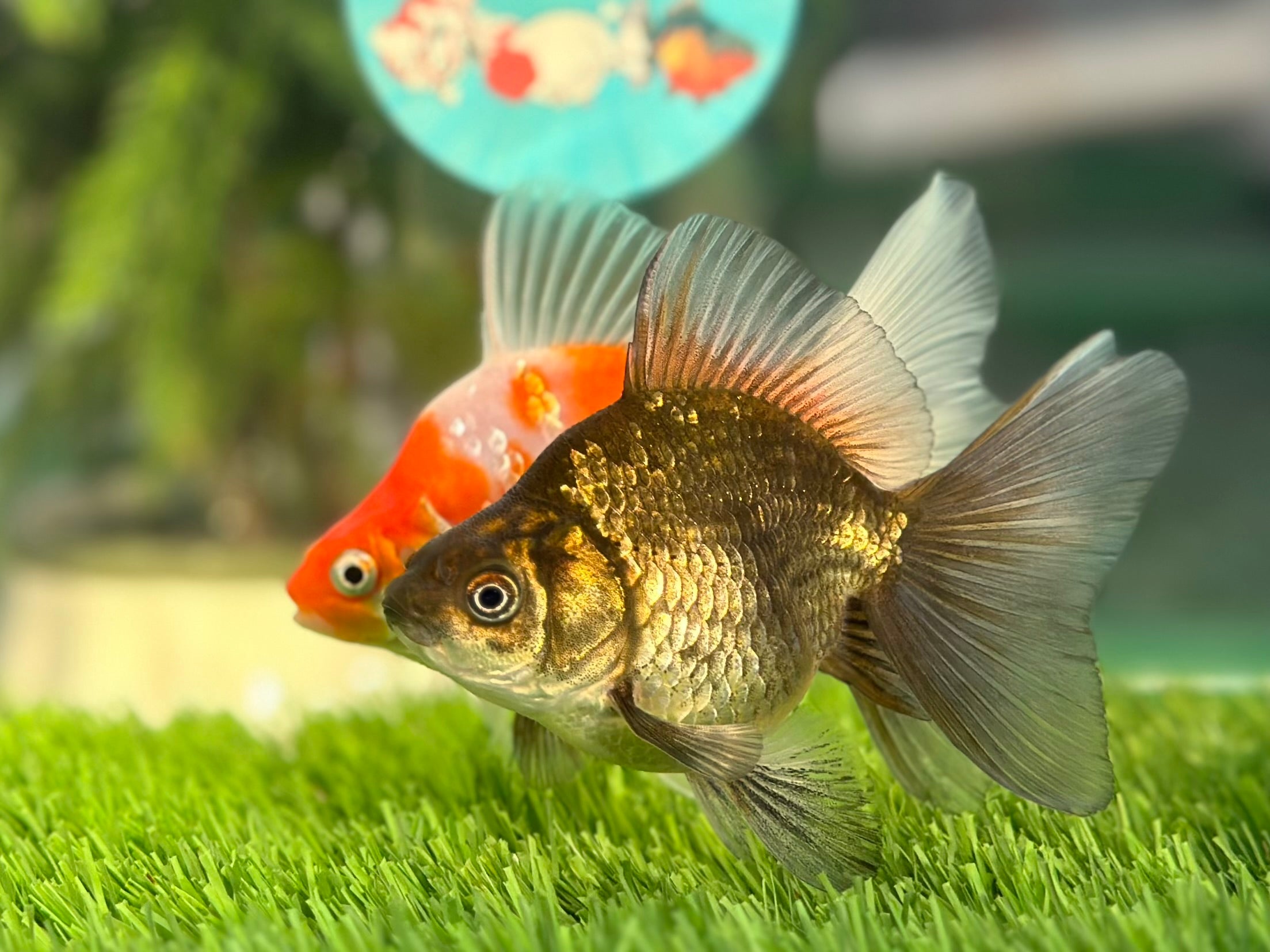 3 Inch Goldfish Affordable Quality Goldfish for Sale - Thai Goldfish in USA & Canada ...