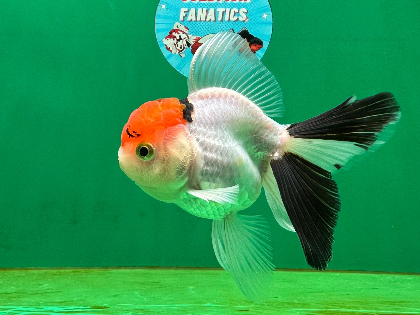 [SINGLE] Red Head Tricolor Oranda Male 4-4.5 inches #060625SO_01