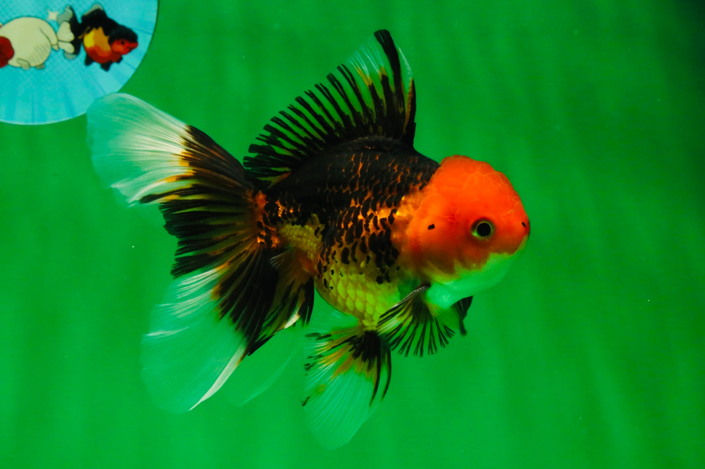 [COUPLE] Tricolor Male & Tiger Female 4.5 inches #091925CO_03