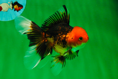 [COUPLE] Tricolor Male & Tiger Female 4.5 inches #091925CO_03