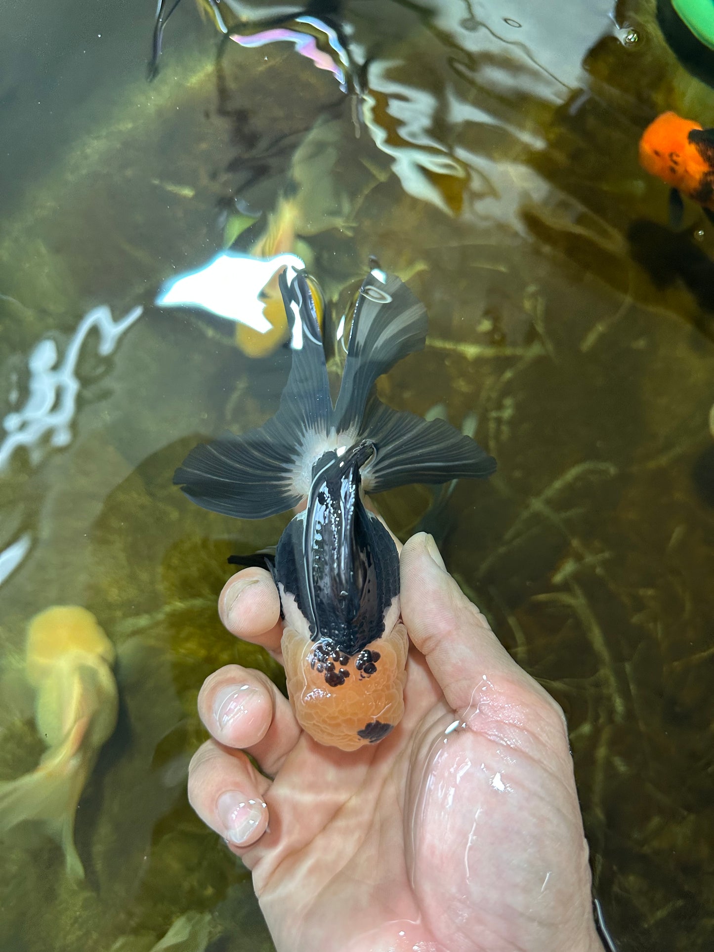 [SINGLE] Panda Oranda Male 4.5 inches #081525SO_03