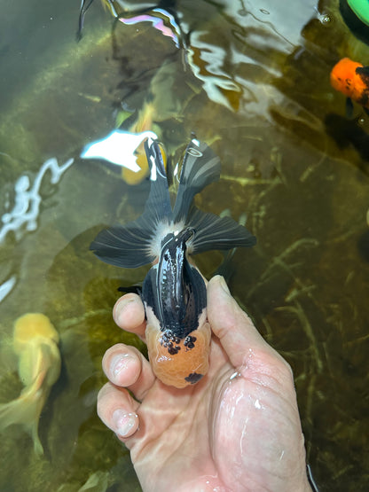 [SINGLE] Panda Oranda Male 4.5 inches #081525SO_03
