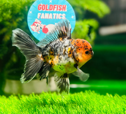 [SINGLE] Calico Oranda Male size 4 inches #112224SO_01