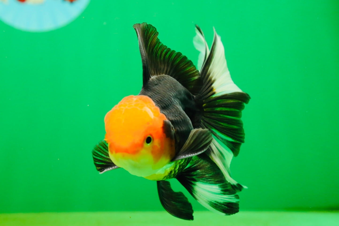 [SINGLE] Tricolor Oranda Male 4.5-5 inches #080825SO_09
