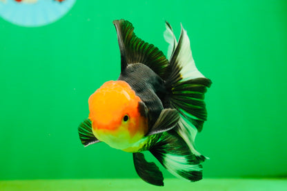 [SINGLE] Tricolor Oranda Male 4.5-5 inches #080825SO_09