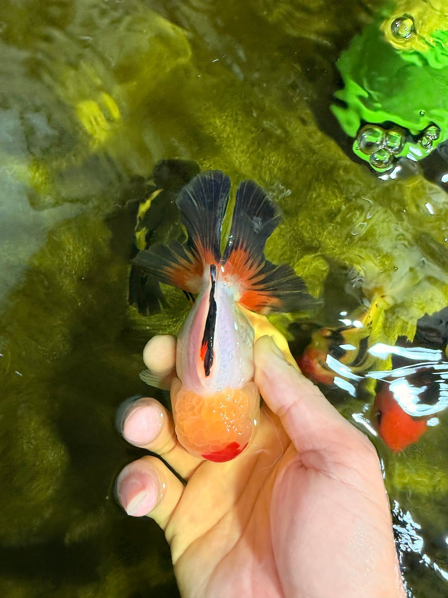 [SINGLE] Tricolor Oranda Male 4.5 inches #022726SO_10