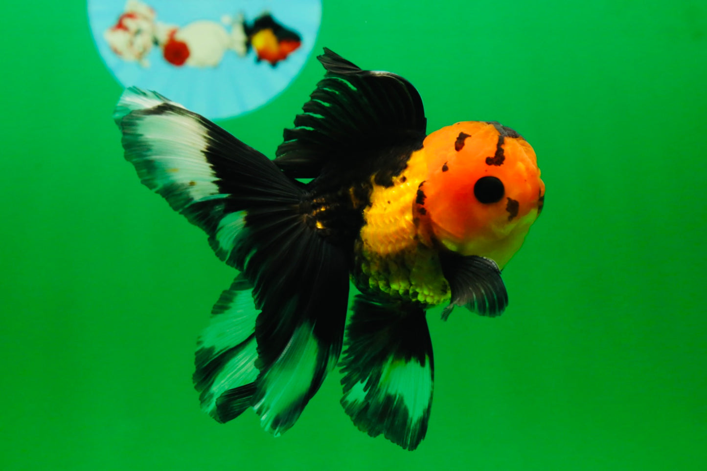 [SINGLE] Apache Button Eyes Male Oranda 4.5 inches #080125SO_04