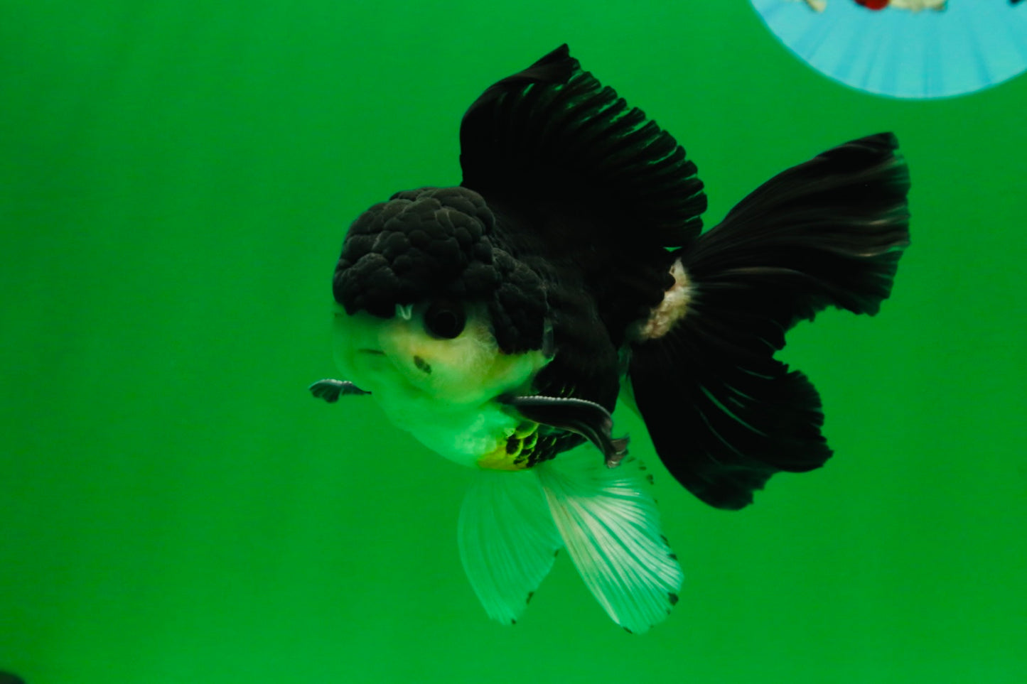 [SINGLE] Panda Button Eyes Oranda Male 4.5-5 inches #080125SO_14