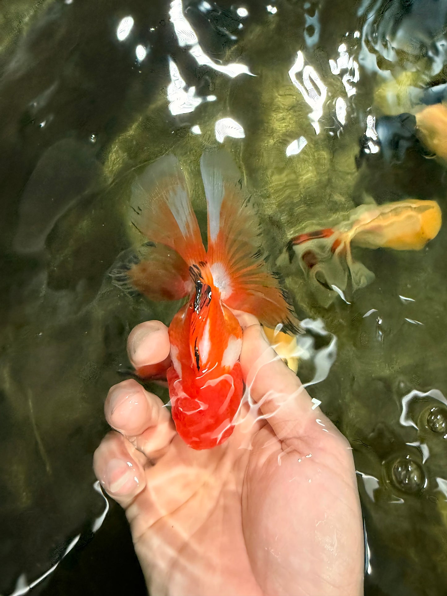 [SINGLE] Red White Oranda Male 4.5 inches #031326SO_07