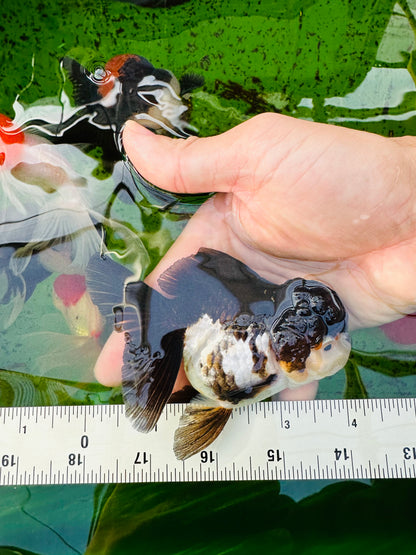 [SINGLE] Panda Oranda Female size 4.5 inches #112224SO_10