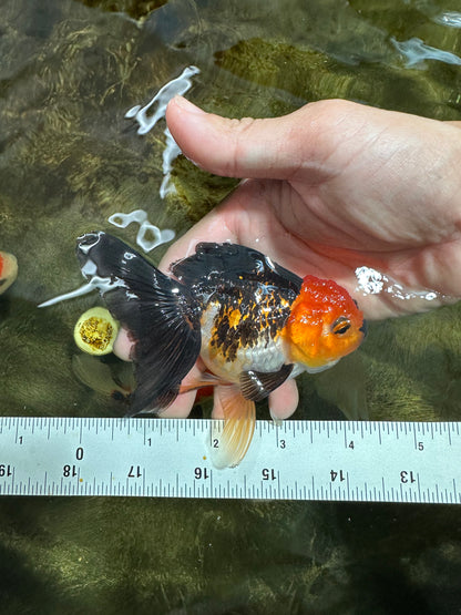 [COUPLE] White Male & Apache Female Oranda 4-4.5 inches #101025CO_04