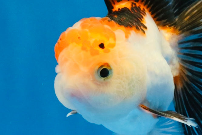 [SINGLE] Tricolor Oranda Male 4-4.5 inches #032026SO_06