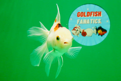 [SINGLE] Tricolor Oranda Female 4.5 inches #112125SO_05