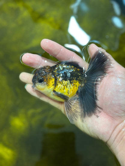 [SINGLE] Kirin Oranda Male 4-4.5 inches #112924SO_16