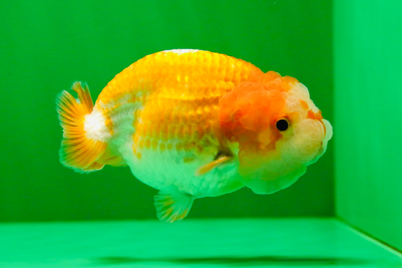 [COUPLE] Red White Lionchu Gender : Unknown 3 inches #041125_10
