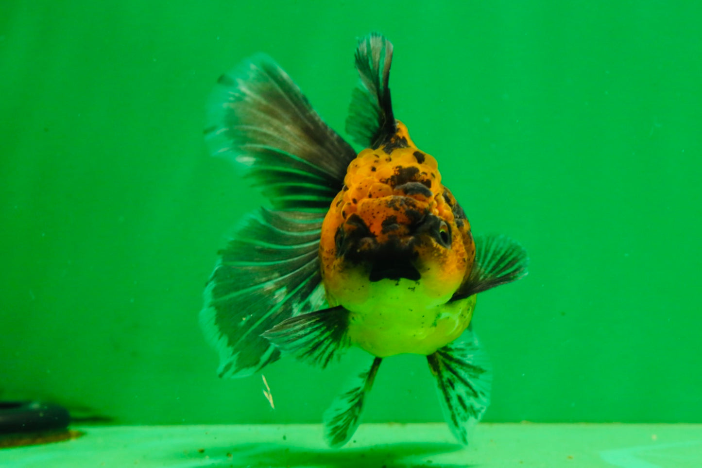 [SINGLE] Tiger Female 4.5 inches #101725SO_02