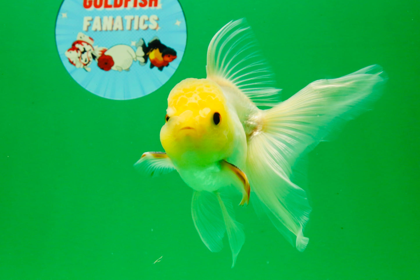 [SINGLE] White Male 5 inches #101725SO_04