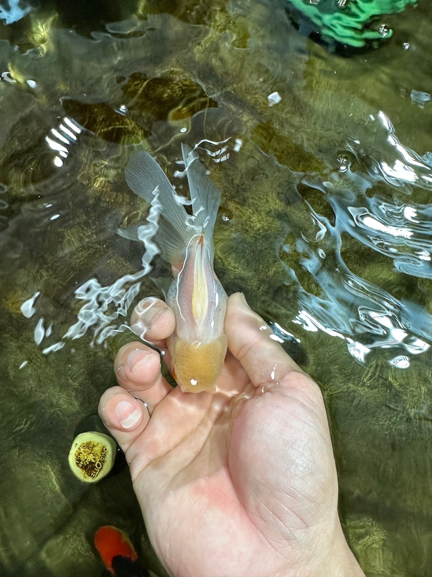 [COUPLE] White Male & Apache Female Oranda 4-4.5 inches #101025CO_04