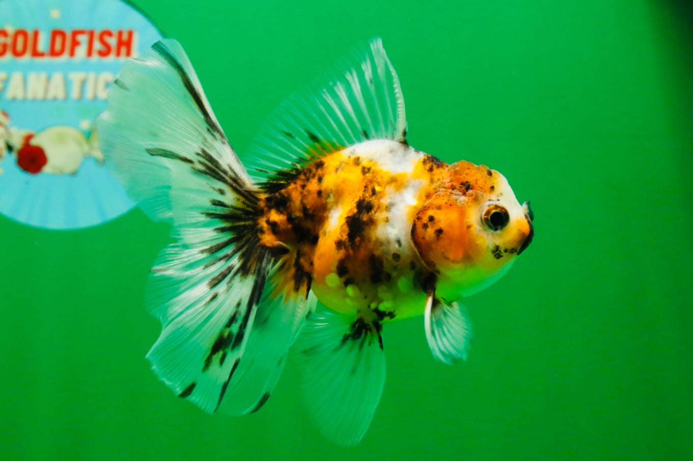 [COUPLE] Tricolor Male & Calico Female Oranda 4-4.5 inches #101025CO_07