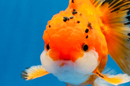 [SINGLE] Orange Oranda Male 4.5 inches #040326SO_05