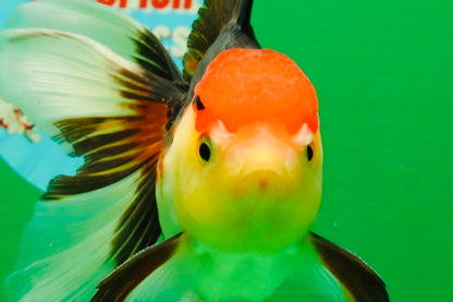 [SINGLE] Tricolor Male 5 inches #103125SO_05