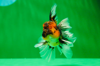 [SINGLE] Stunning Fluffy Wen Tiger Oranda Male 4 inches #011725SO_02