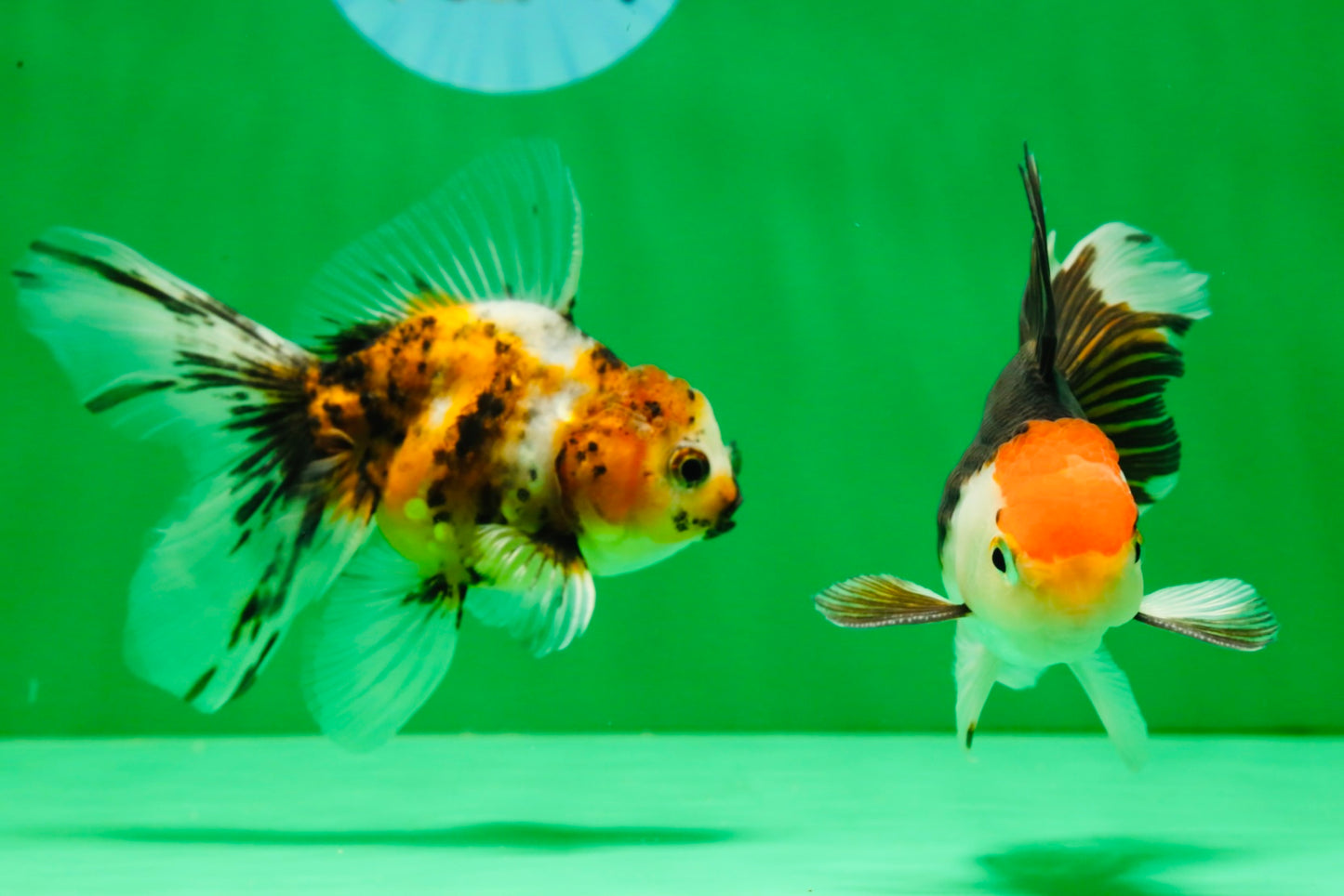 [COUPLE] Tricolor Male & Calico Female Oranda 4-4.5 inches #101025CO_07