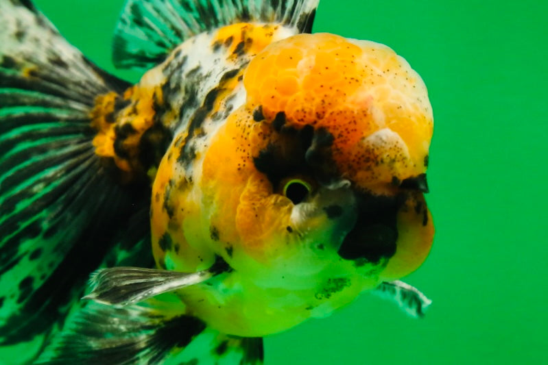 [SINGLE] Tiger Oranda Male 4.5 inches #082225SO_04