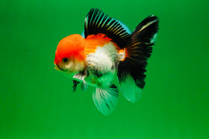 [SINGLE] Tricolor Male Oranda 4.5-5 inches #080125SO_13