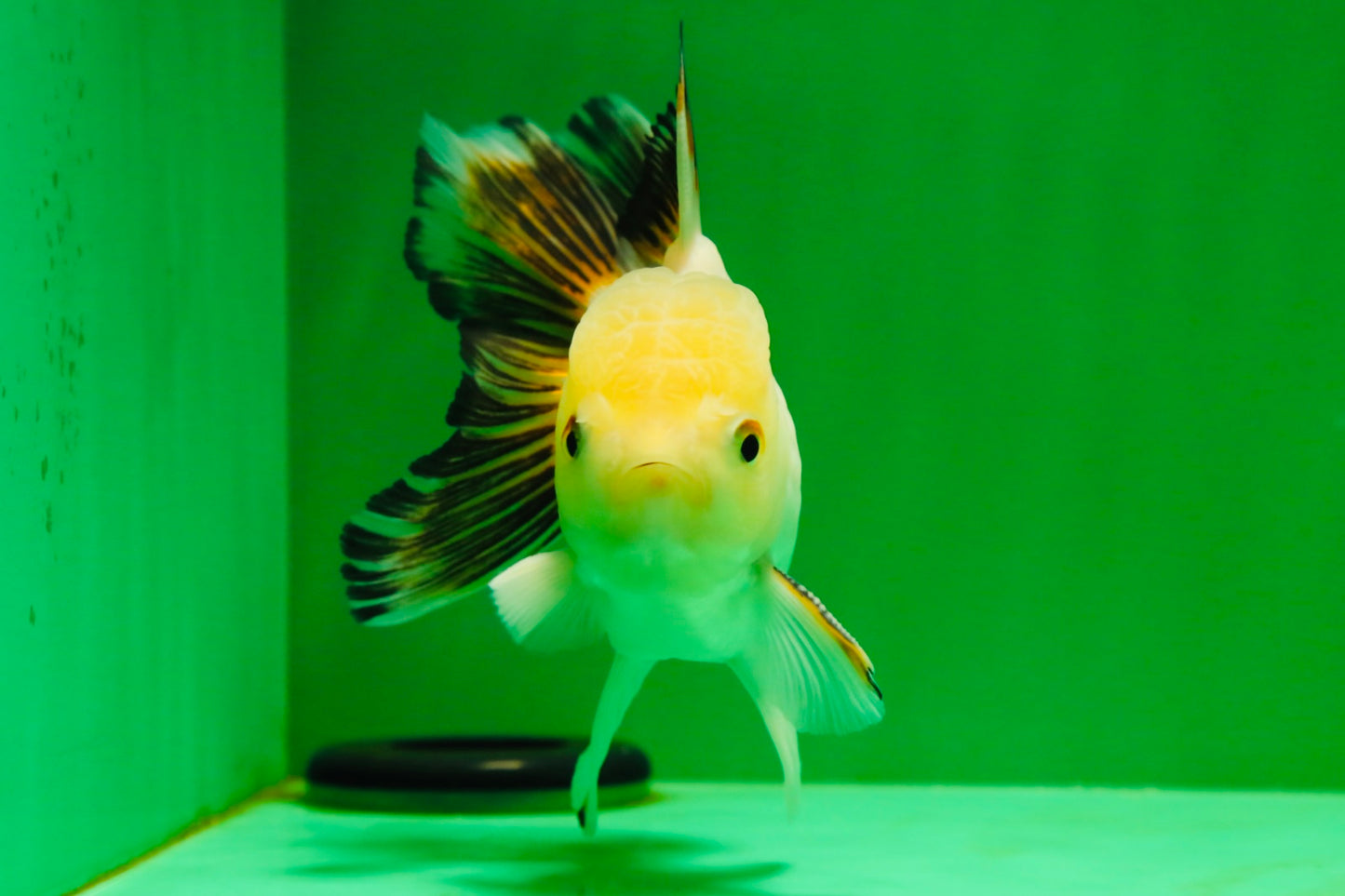 [SINGLE] White Oranda Male 4.5 inches #041825SO_01