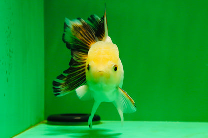 [SINGLE] White Oranda Male 4.5 inches #041825SO_01