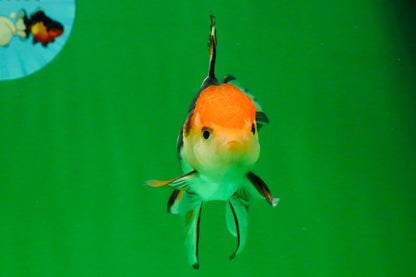 [SINGLE] Tricolor Oranda Male 4-4.5 inches #111425SO_02