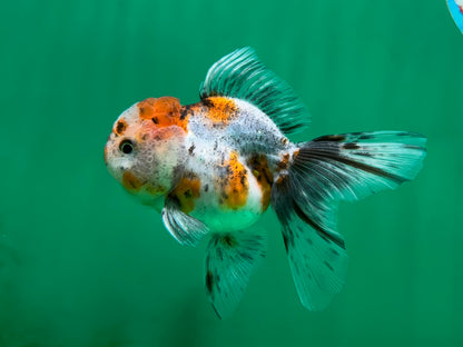 [COUPLE] Sakura Male & Calico Female Oranda 4-4.5 inches #052325CO_01