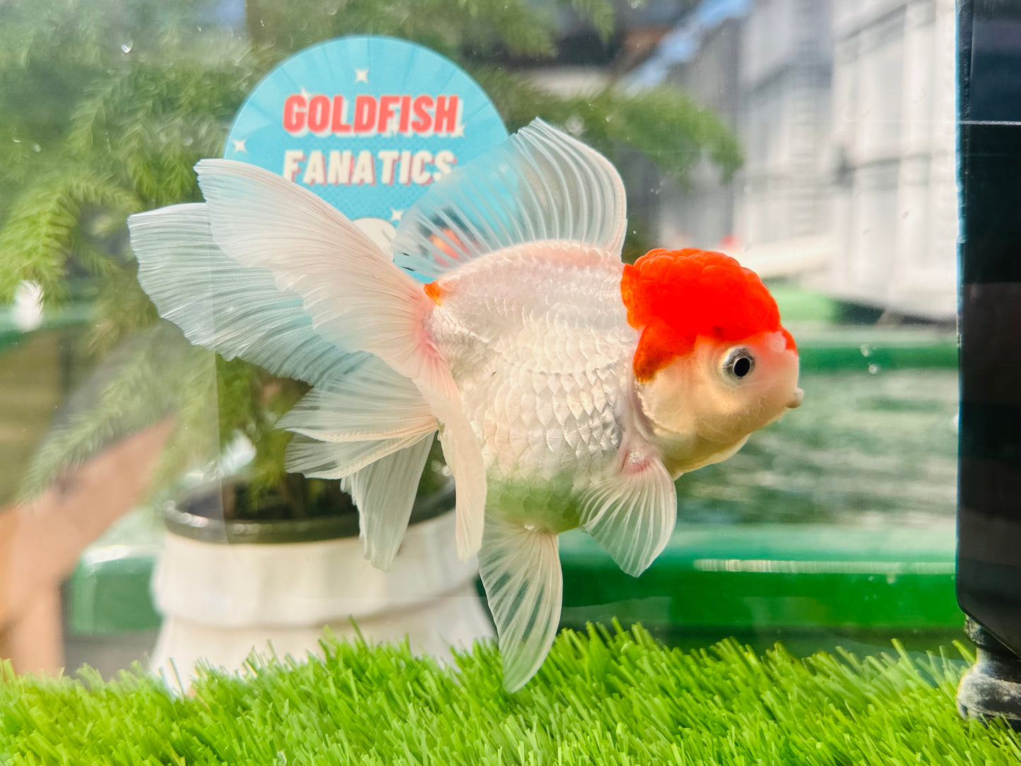 [SINGLE] Red Cap Oranda Female size 4.5 inches #112224SO_11