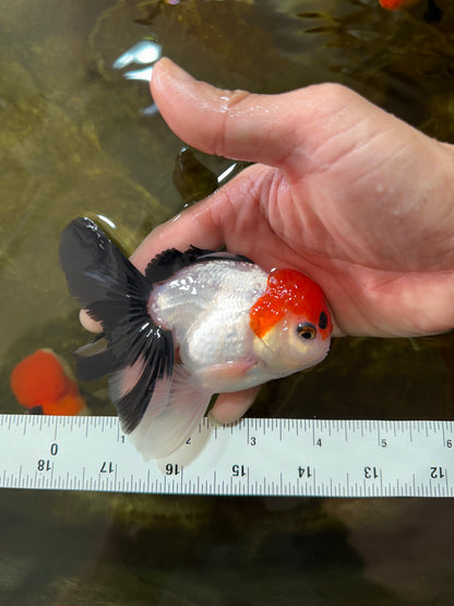 [SINGLE] Tricolor Male Oranda 4-4.5 inches #080125SO_11
