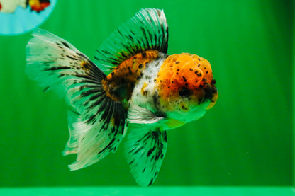 [SINGLE] Calico Oranda Male 4.5 inches #01102025SO_09