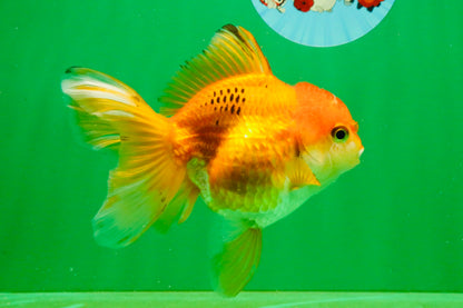 [SINGLE] Orange Female 4.5 inches #103125SO_04