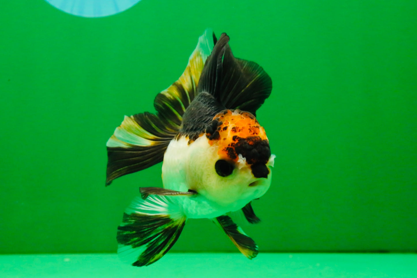 [SINGLE] Tricolor Oranda Male 4 inches #112125SO_04