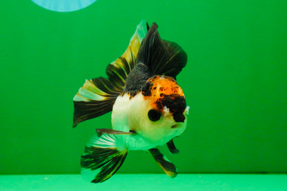 [SINGLE] Tricolor Oranda Male 4 inches #112125SO_04