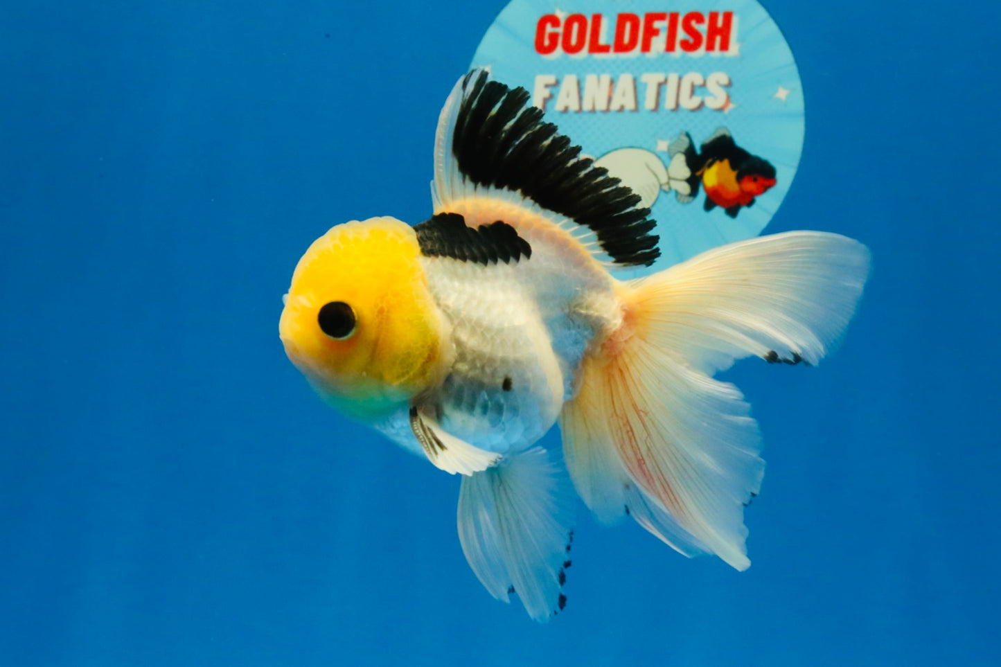 [SINGLE] Panda Oranda Male 4.5 inches #030626SO_03